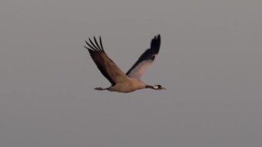 Vinci (Grus grus) doğal ortamında