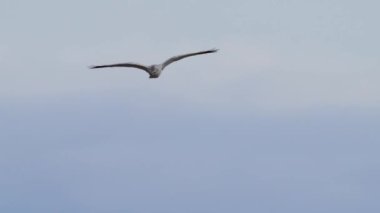 Doğal ortamında solgun bir harrier.