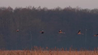 Vinci (Grus grus) doğal ortamında