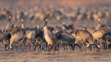 Common crane (Grus grus) in its natural habitat