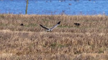 Hen harrier (Sirk siyaneus) doğal ortamında