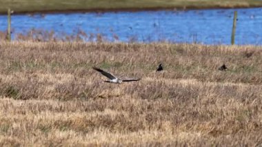 Hen harrier (Sirk siyaneus) doğal ortamında