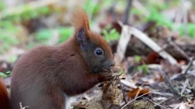 Kızıl sincap (Sciurus vulgaris) doğal ortamında