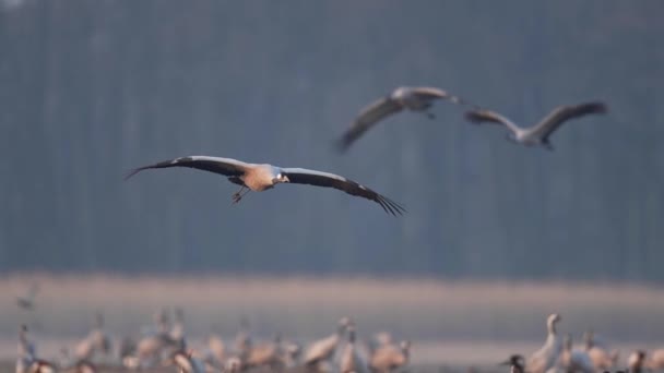 Common Crane Grus Grus Its Natural Habitat — Stockvideo