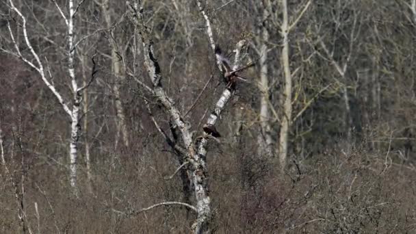 Western Marsh Harrier Circus Aeruginosus Its Natural Environment Videoclipe