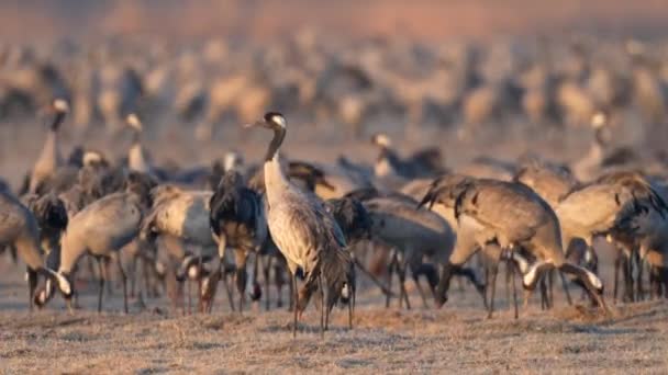 Vinci Grus Grus Doğal Ortamında — Stok video