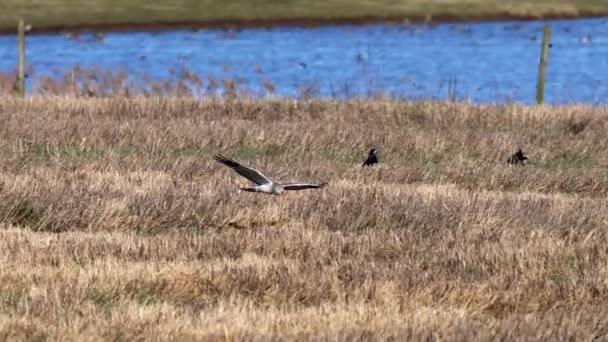 Hen Harrier Circus Cyaneus Its Natural Environment — Stock Video