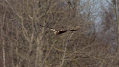 Doğal ortamında bataklık harrier (Circus aeruginosus).