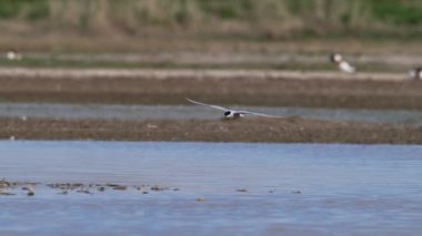 Arktik deniz feneri (Sterna paradisaea) doğal ortamında