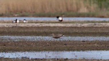 Doğal ortamında Avrasya kıvrımı (Numenius arquata)