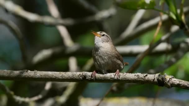 Eurasiatisk Wren Troglodytes Troglodytes Sin Naturliga Miljö — Stockvideo