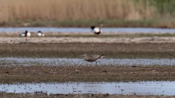 Euraasialainen Curlew Numenius Arquata Sen Luonnollisessa Ympäristössä kuvapankin filmiä