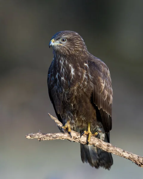 Mäusebussard Seiner Natürlichen Umgebung Dänemark — Stockfoto