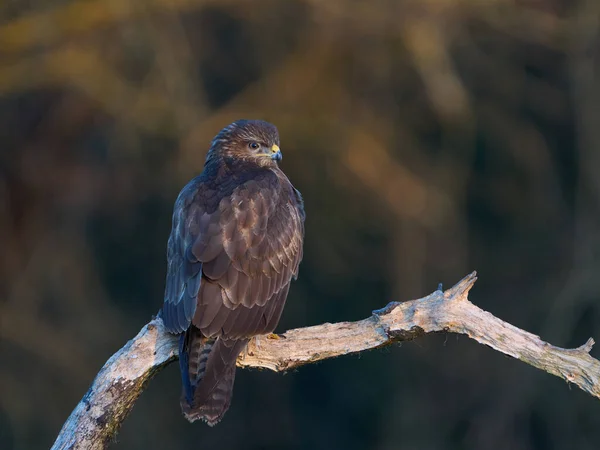 Buse Commune Dans Son Environnement Naturel Danemark — Photo