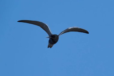 Siyah deniz feneri (Chlidonias niger) doğal ortamında