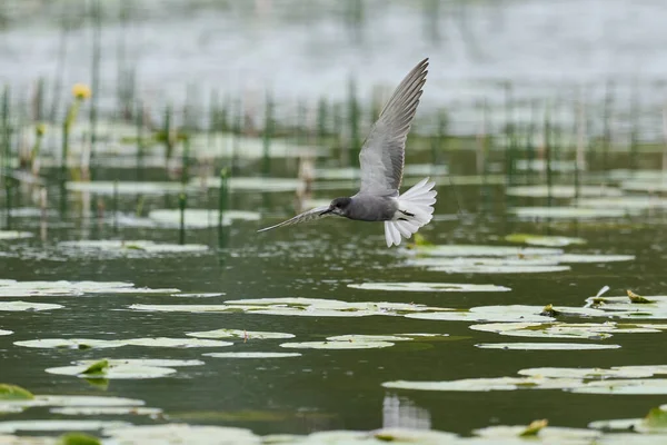 Black Tern Chlidonias Niger Its Natural Environment — Stok fotoğraf