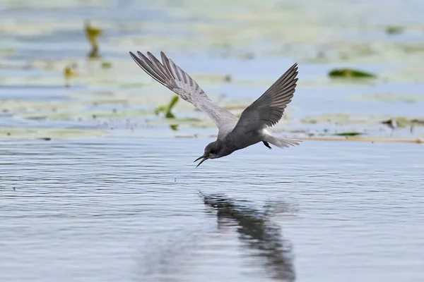 Black Tern Chlidonias Niger Its Natural Environment — Foto de Stock