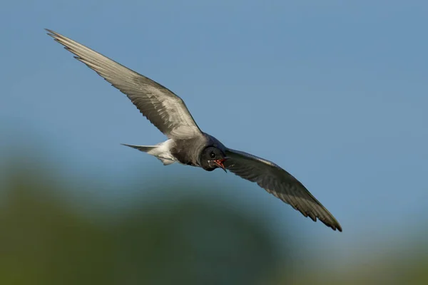 Black Tern Chlidonias Niger Its Natural Environment — Stock Photo, Image