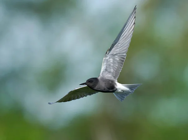 Black Tern Chlidonias Niger Its Natural Environment — Photo