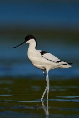 Pied avocet (Recurvirostra avosetta) doğal ortamında