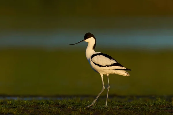 Avocetta Pied Recurvirostra Avosetta Nel Suo Ambiente Naturale — Foto Stock