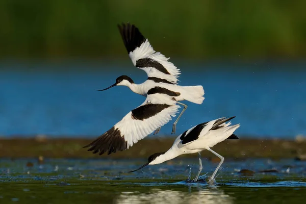 Avocat Pied Recurvirostra Avosetta Dans Son Environnement Naturel — Photo