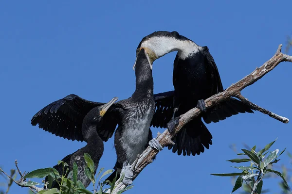 Weißbrustkormoran Seinem Natürlichen Lebensraum Der Seine Jungen Ernährt — Stockfoto