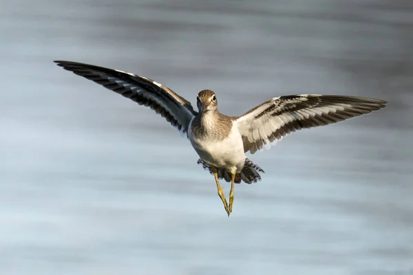 Common Sandpiper Actitis Hypoleucos Its Natural Habitat — Stock Photo, Image