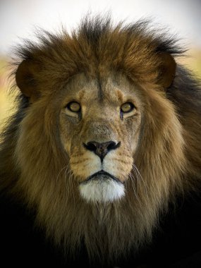 Göz teması kuran erkek aslan (Panthera leo)