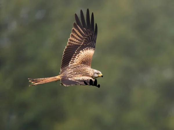 Czerwony Latawiec Milvus Milvus Naturalnym Środowisku — Zdjęcie stockowe