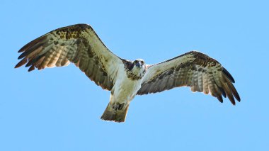 Doğal ortamında Osprey (Pandion haliaetus)