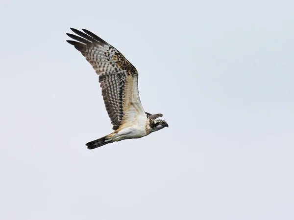 Osprey Pandion Haliaetus Seu Ambiente Natural — Fotografia de Stock