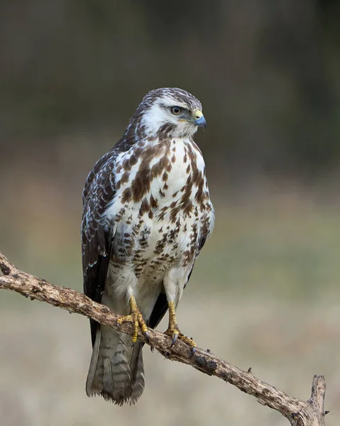 Common Buzzard Its Natural Enviroment Denmark — Stock Photo, Image