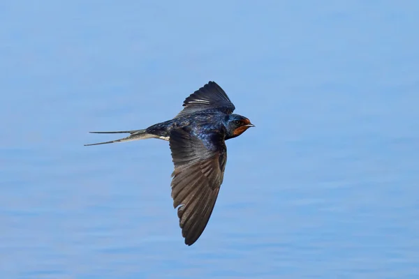Barn Swallow Hirundo Rustica Its Natural Environment —  Fotos de Stock