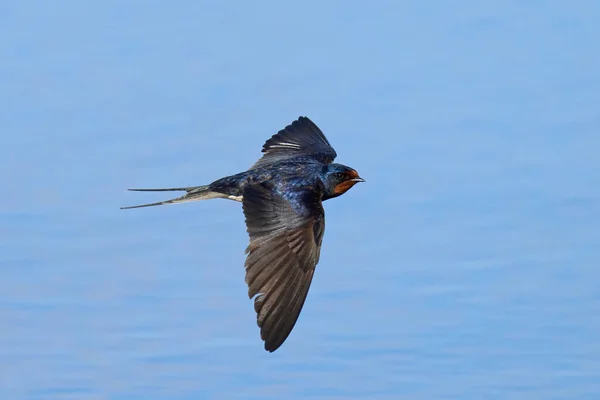 Deglutizione Fienile Hirundo Rustica Nel Suo Ambiente Naturale — Foto Stock