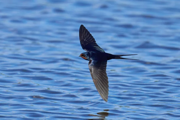 Barn Swallow Hirundo Rustica Its Natural Environment — Foto de Stock