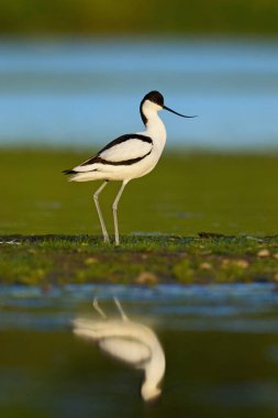 Pied avocet (Recurvirostra avosetta) doğal ortamında