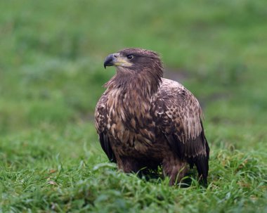 Beyaz kuyruklu kartal (Haliaeetus albicilla) doğal ortamında