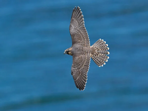 Peregrinfalk Falco Peregrinus Sin Naturliga Miljö Danmark — Stockfoto
