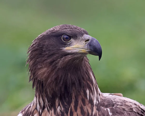 Vitstjärtad Örn Haliaeetus Albicilla Sin Naturliga Miljö — Stockfoto