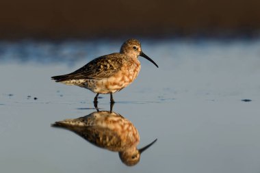 Doğal ortamında kırmızı düğüm (Calidris canutus)