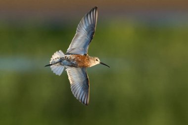 Doğal ortamında kırmızı düğüm (Calidris canutus)