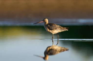 Çubuk kuyruklu Godwit (Limosa Lapponica) doğal ortamında