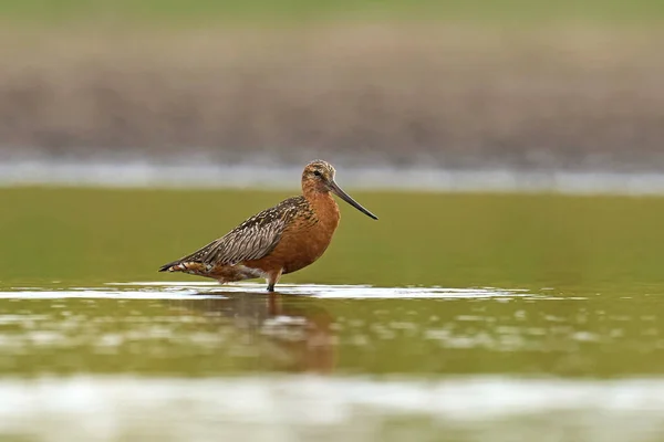 Bar Tailed Godwit Limosa Lapponica Its Natural Enviroment — Foto de Stock