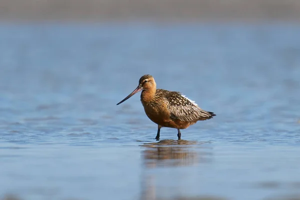 Bar Tailed Godwit Its Natural Enviroment Denmark — Stock Photo, Image