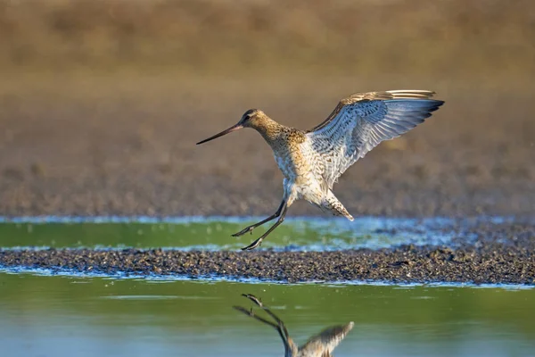Bar Tailed Godwit Limosa Lapponica Its Natural Environment — Foto de Stock