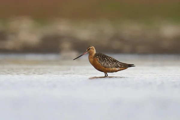 Bar Tailed Godwit Limosa Lapponica Its Natural Enviroment — Stock Photo, Image