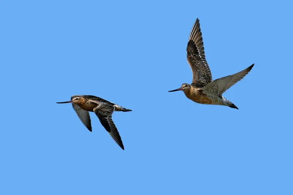 Bar Tailed Godwits Flight Natural Enviroment Denmark — Fotografia de Stock