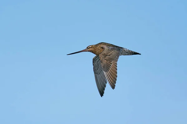 Bar Tailed Godwit Vlucht Zijn Natuurlijke Omgeving Denemarken — Stockfoto