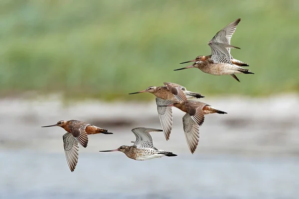 Uferschnepfen Flug Ihrer Natürlichen Umgebung Dänemark — Stockfoto